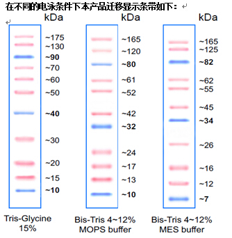 彩色预染蛋白marker10175kd